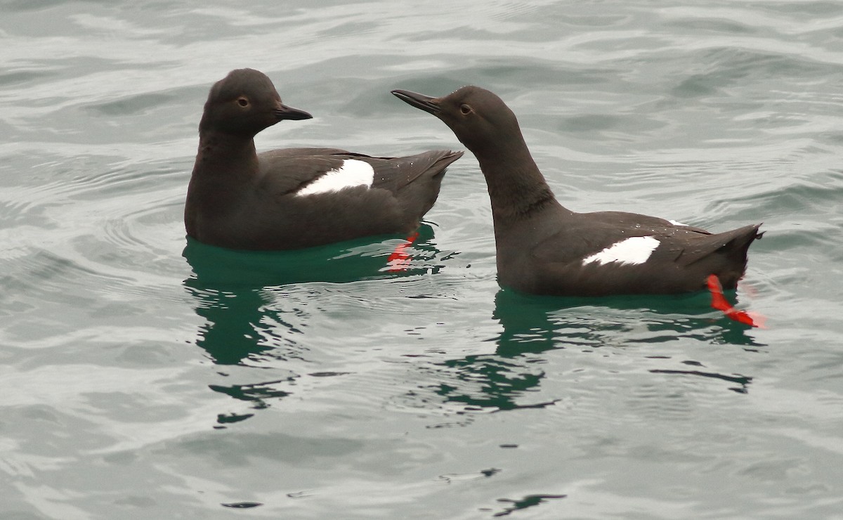 Pigeon Guillemot - ML57804481