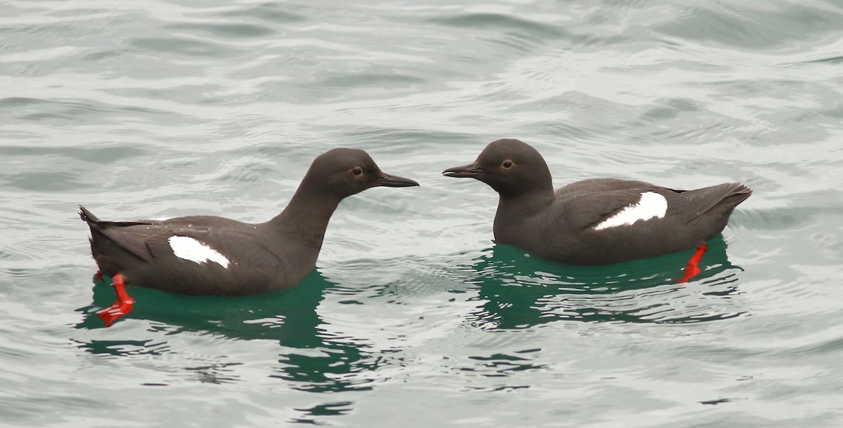 Pigeon Guillemot - ML57804491