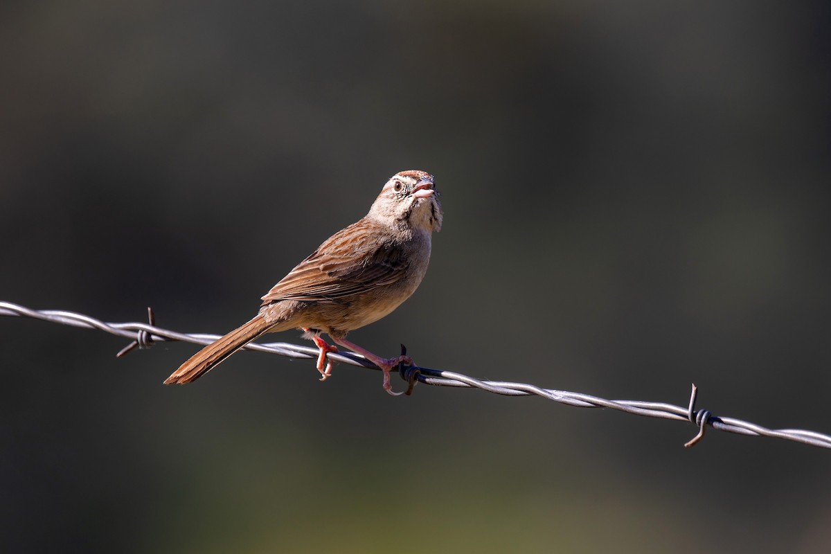 Rufous-crowned Sparrow - ML578044921