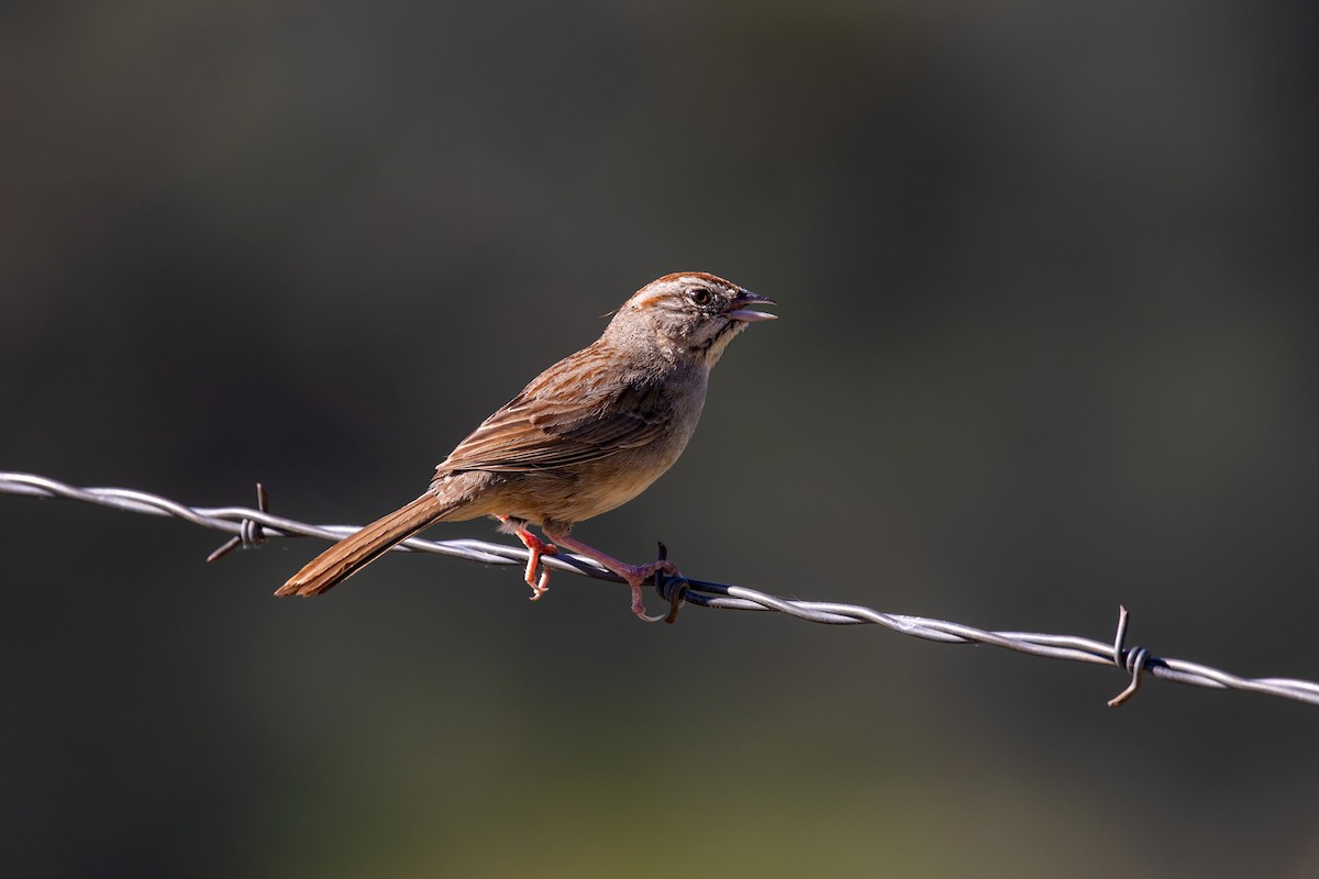 Rufous-crowned Sparrow - ML578044941