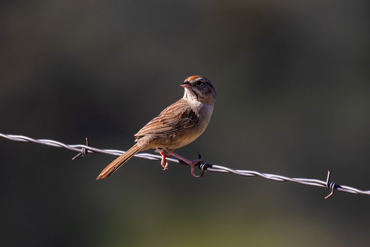 Rufous-crowned Sparrow - ML578044971