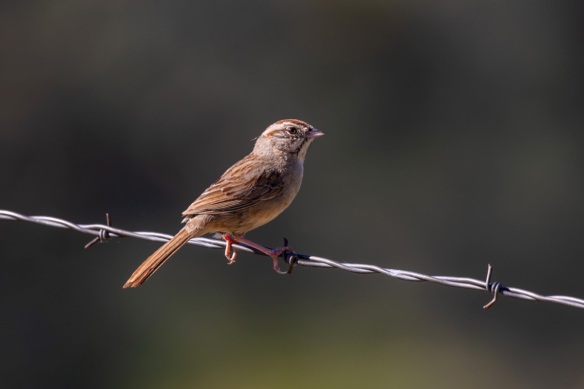 Rufous-crowned Sparrow - ML578045021