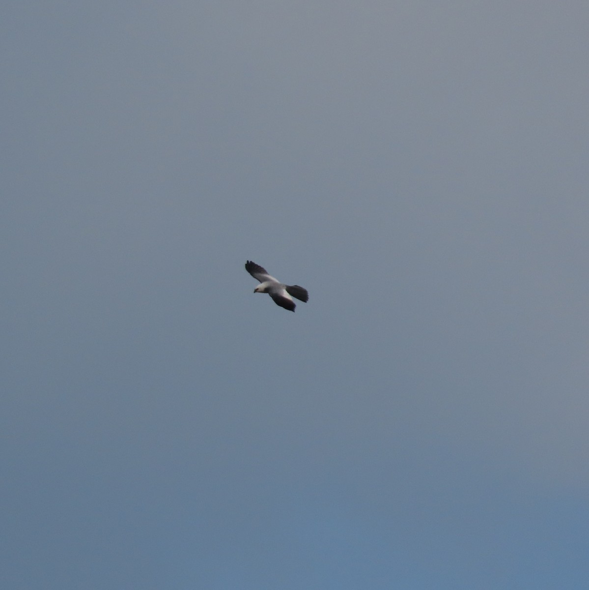 Mississippi Kite - Adam Betuel