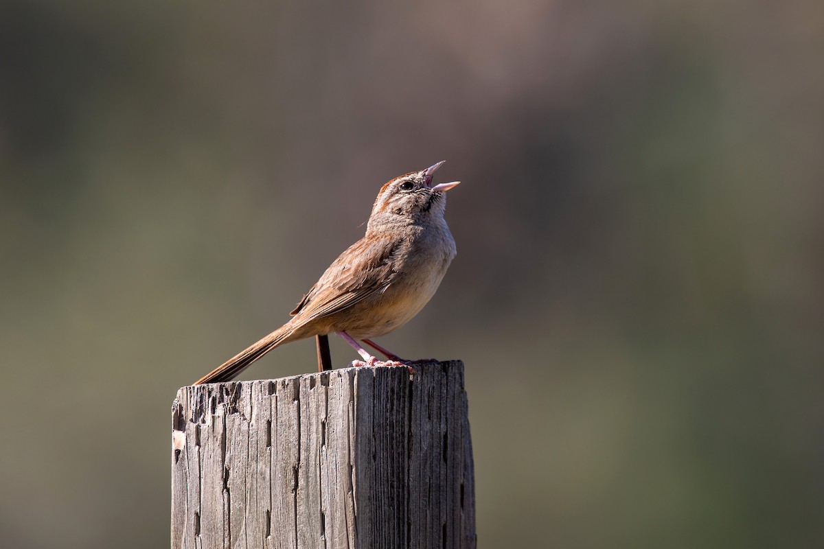 Rufous-crowned Sparrow - ML578045101