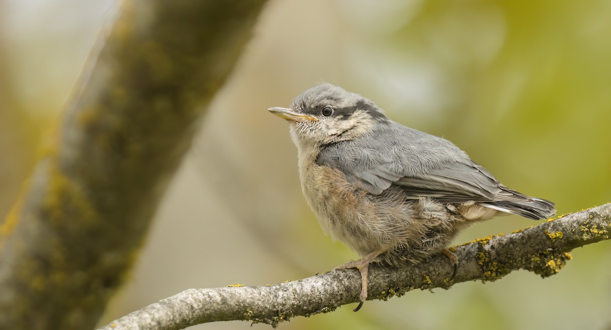 Sittelle torchepot - ML578045291