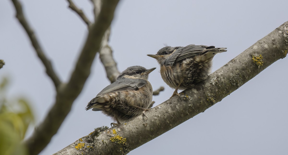 Sittelle torchepot - ML578045321