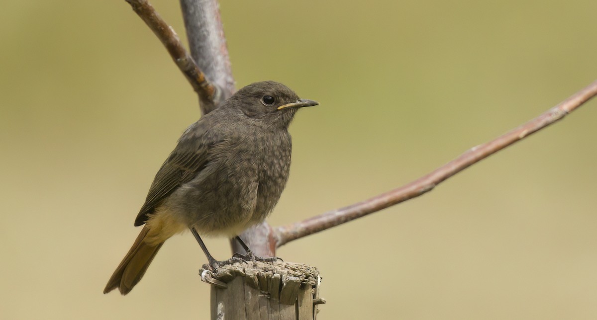 Rougequeue noir - ML578045451