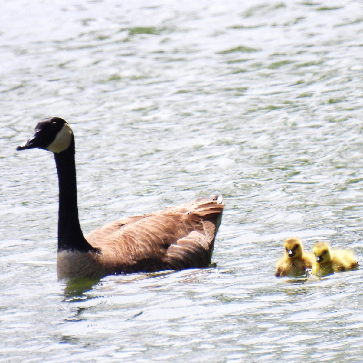 Canada Goose - ML578045501