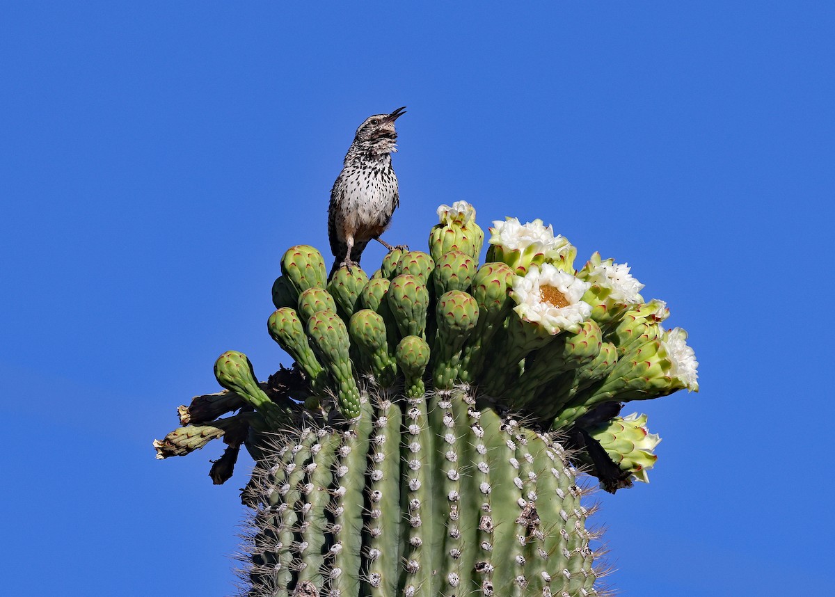 Cactus Wren - ML578045521