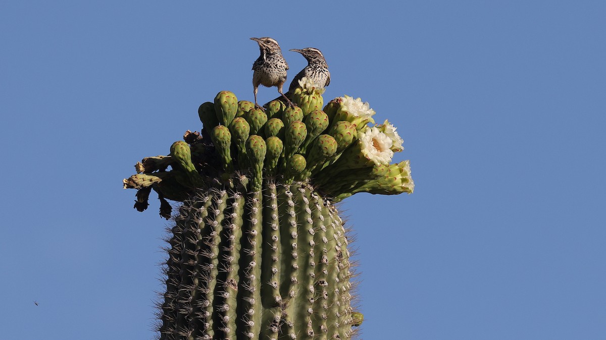 Cactus Wren - ML578045541