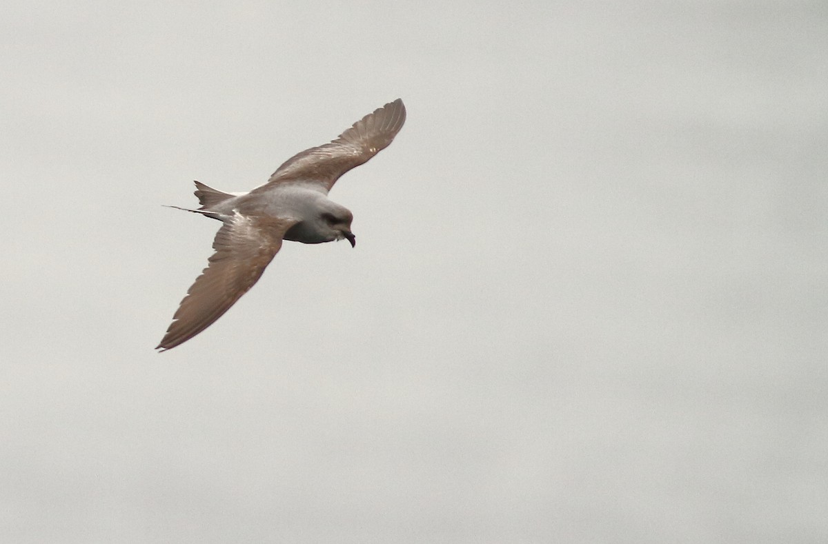 Fork-tailed Storm-Petrel - ML57804561