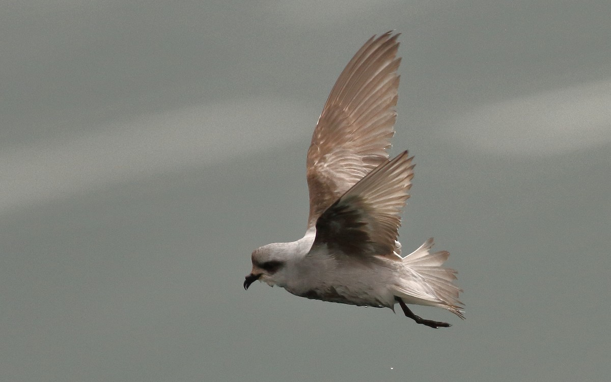 Fork-tailed Storm-Petrel - Andrew Johnson