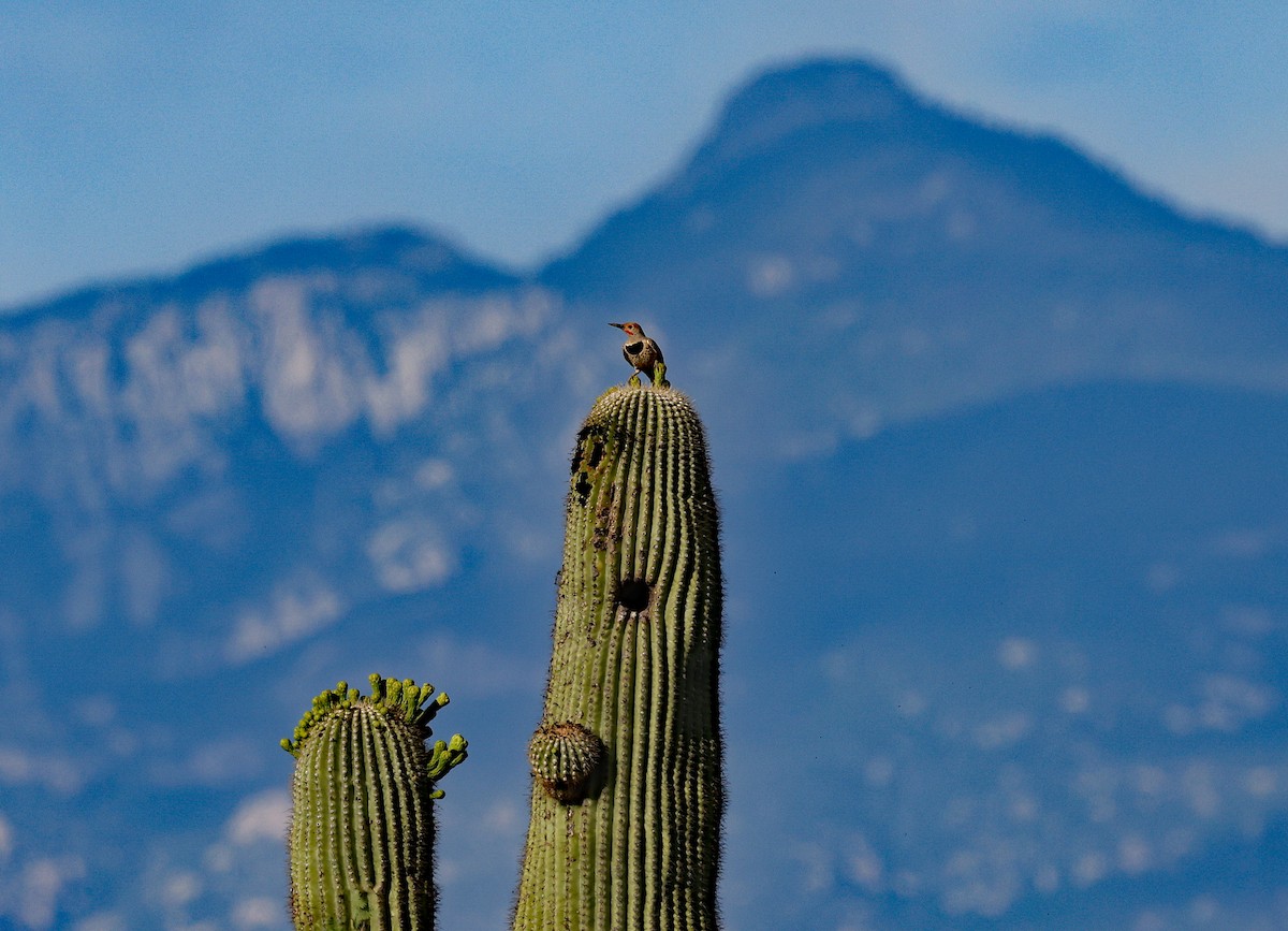 Gilded Flicker - ML578045761