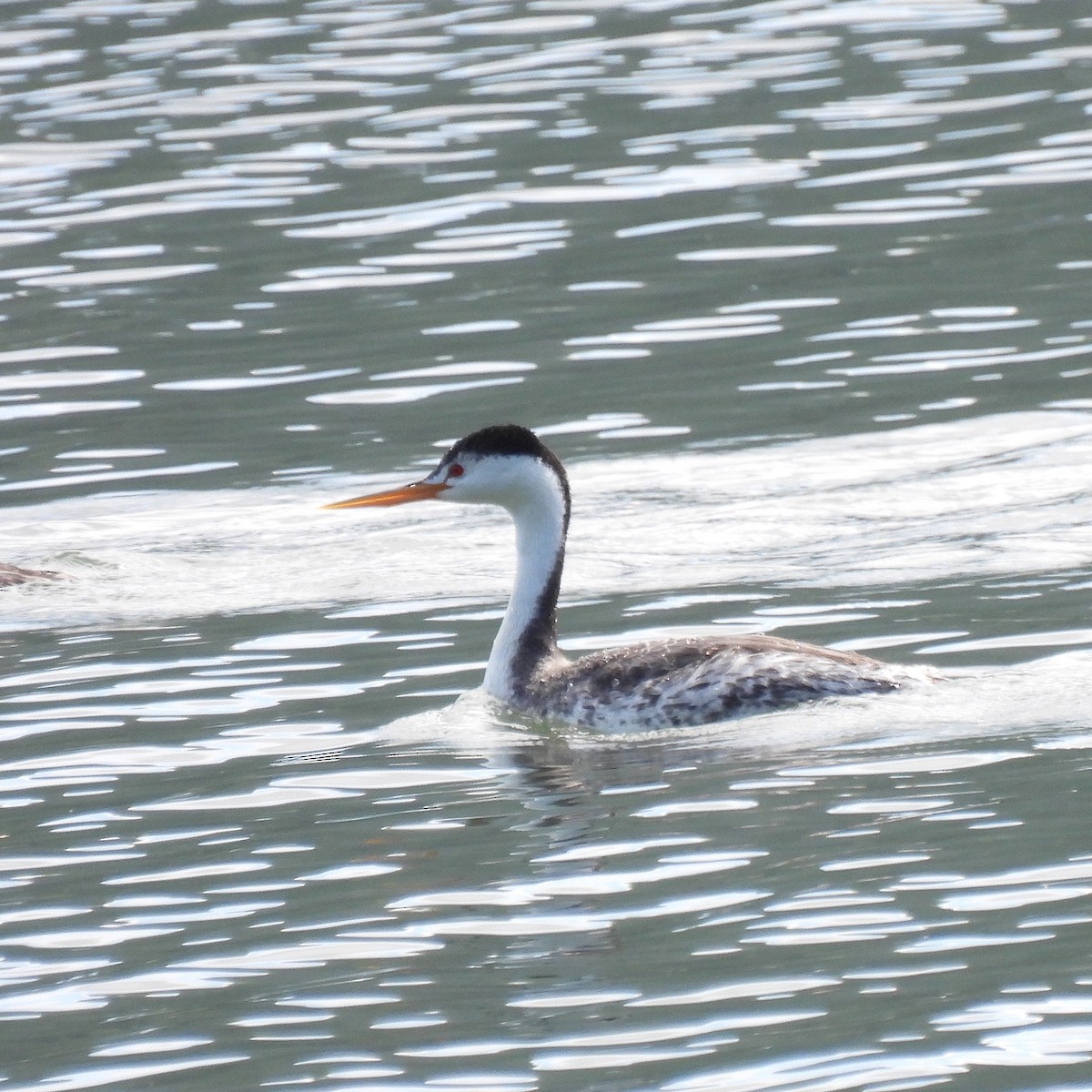 Clark's Grebe - ML578045881