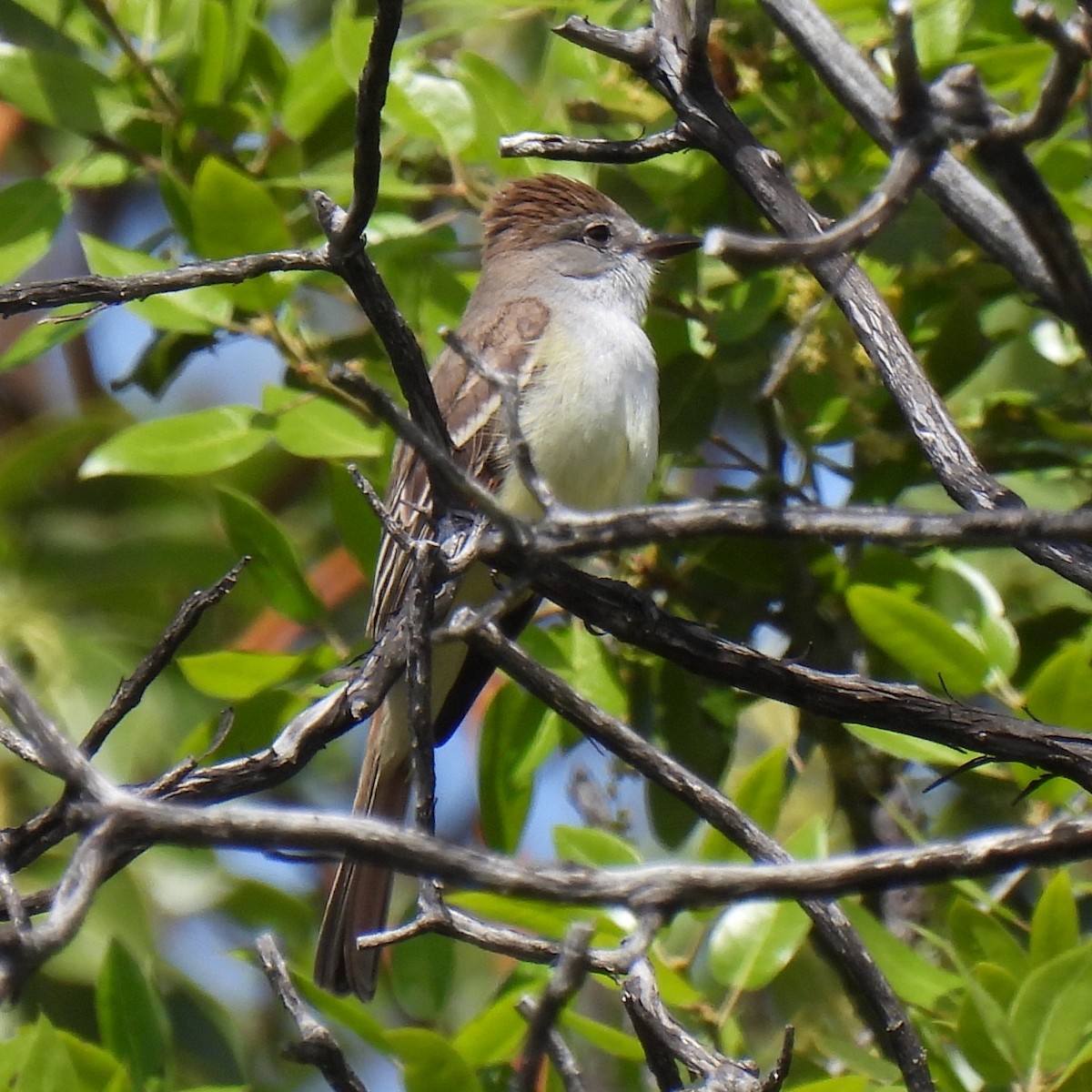 Ash-throated Flycatcher - ML578046031