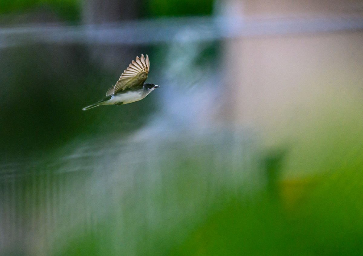 Eastern Kingbird - Ken Miracle