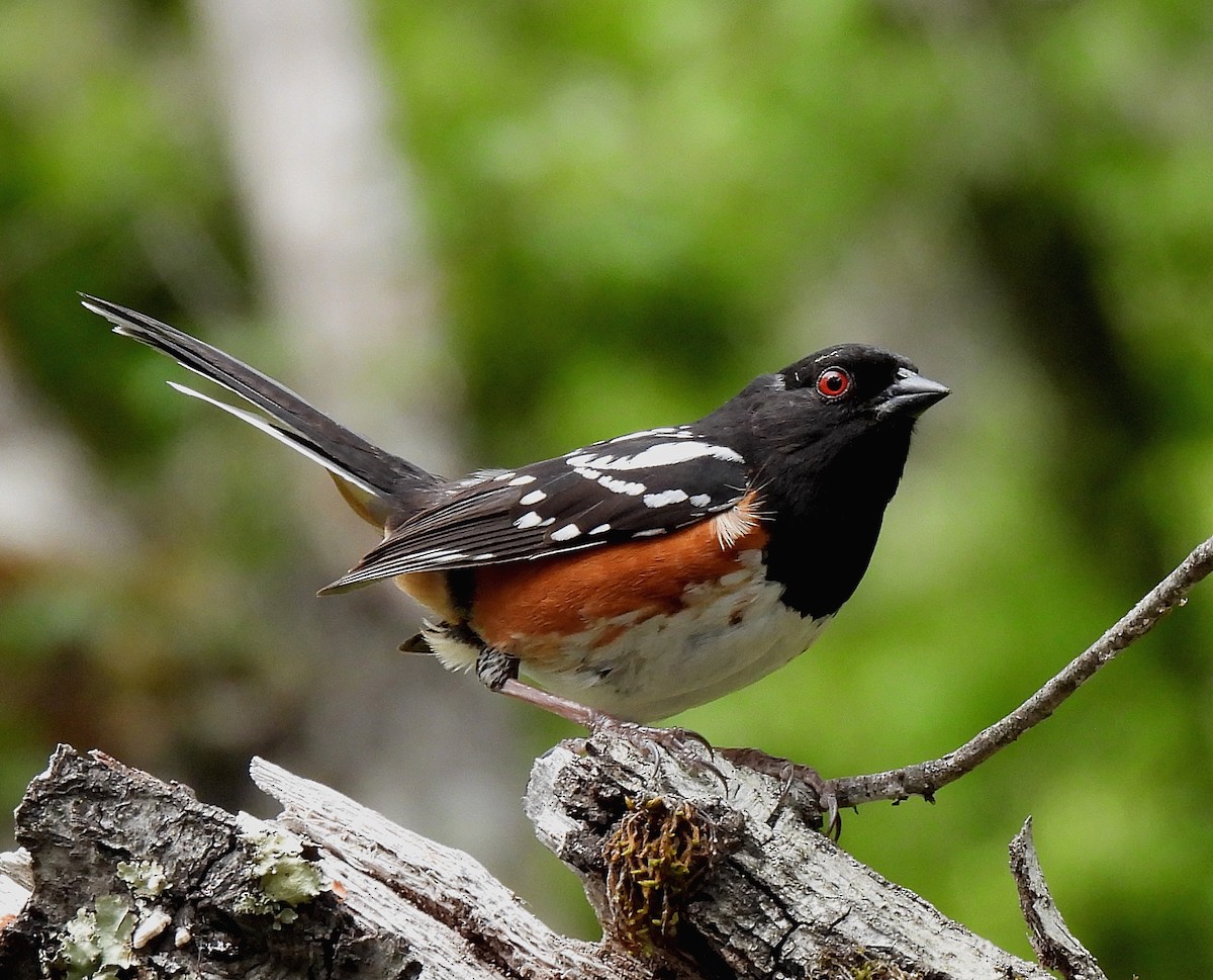 Spotted Towhee - ML578046931