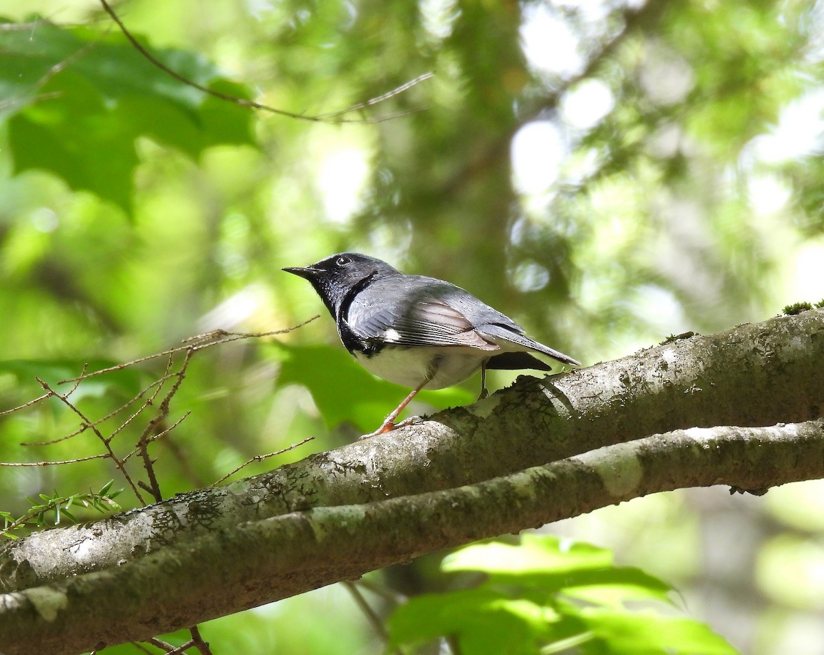 Black-throated Blue Warbler - Cheryl Ring