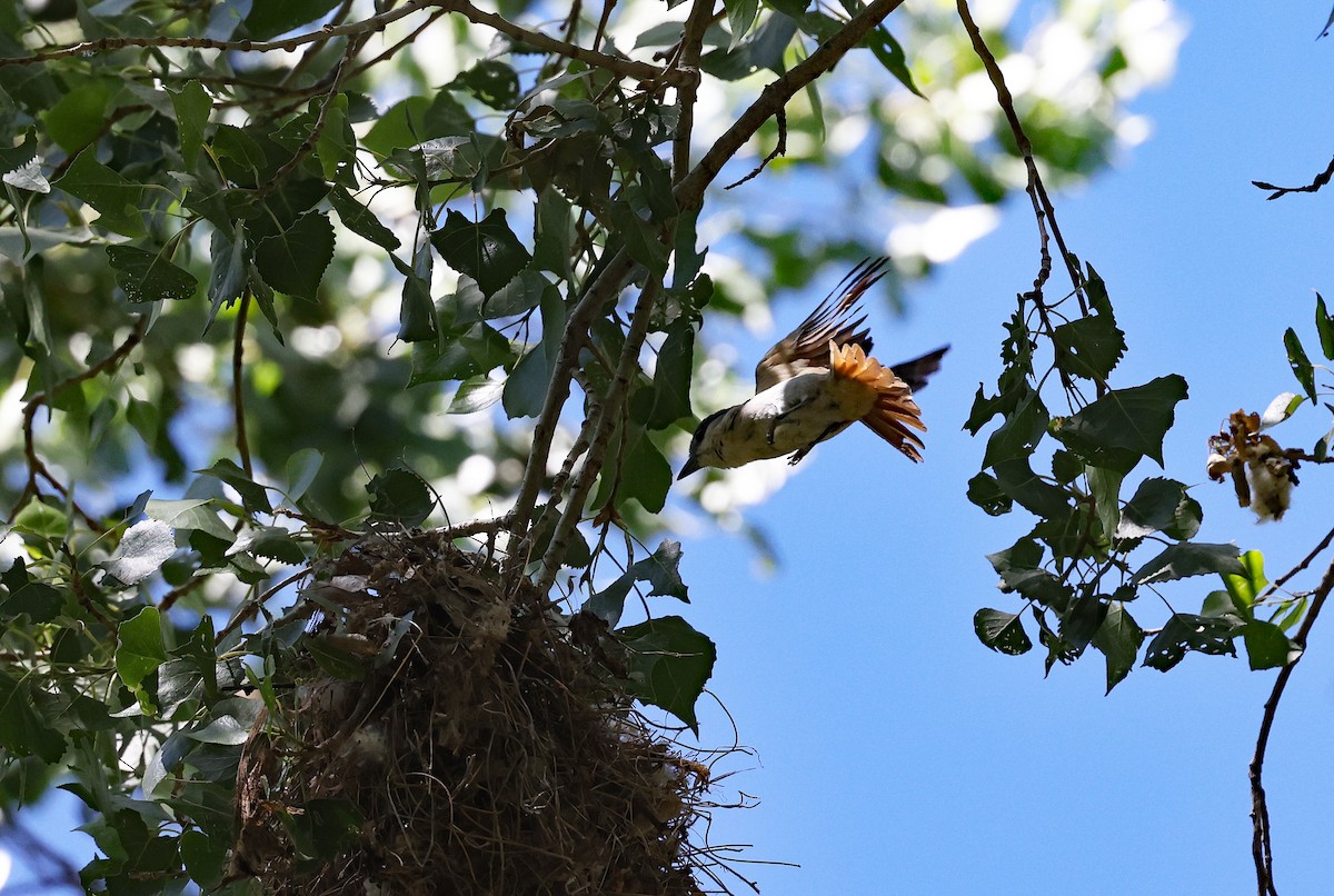 Rose-throated Becard - ML578047271