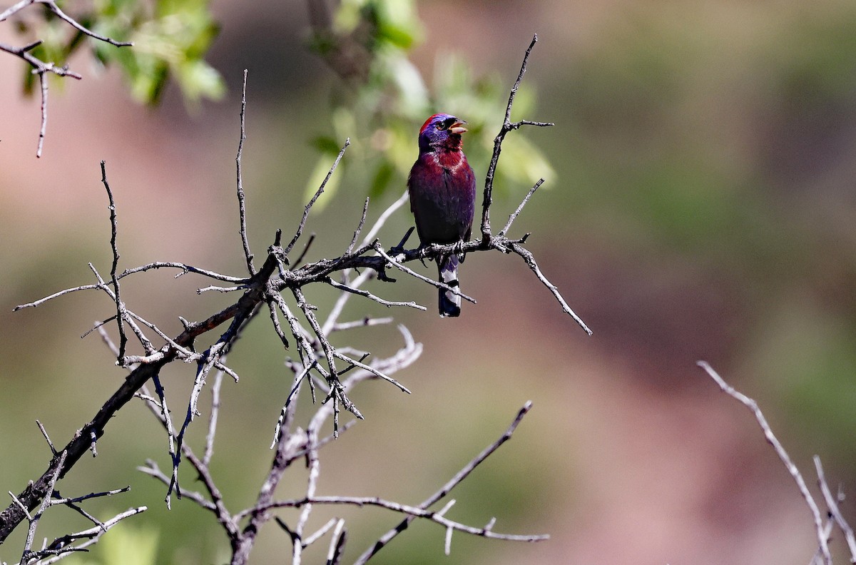 Varied Bunting - ML578048101