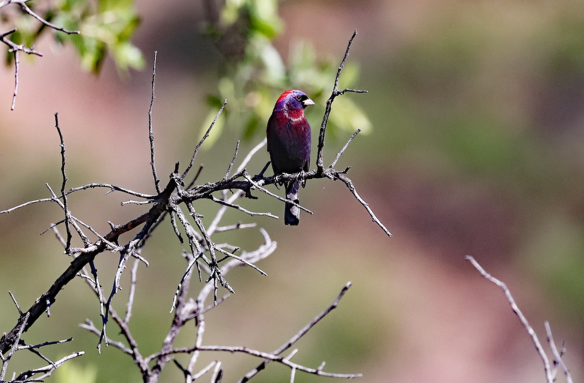 Varied Bunting - ML578048111