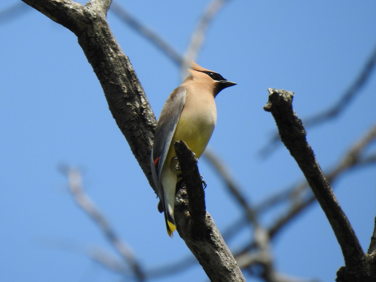 Cedar Waxwing - ML578048691