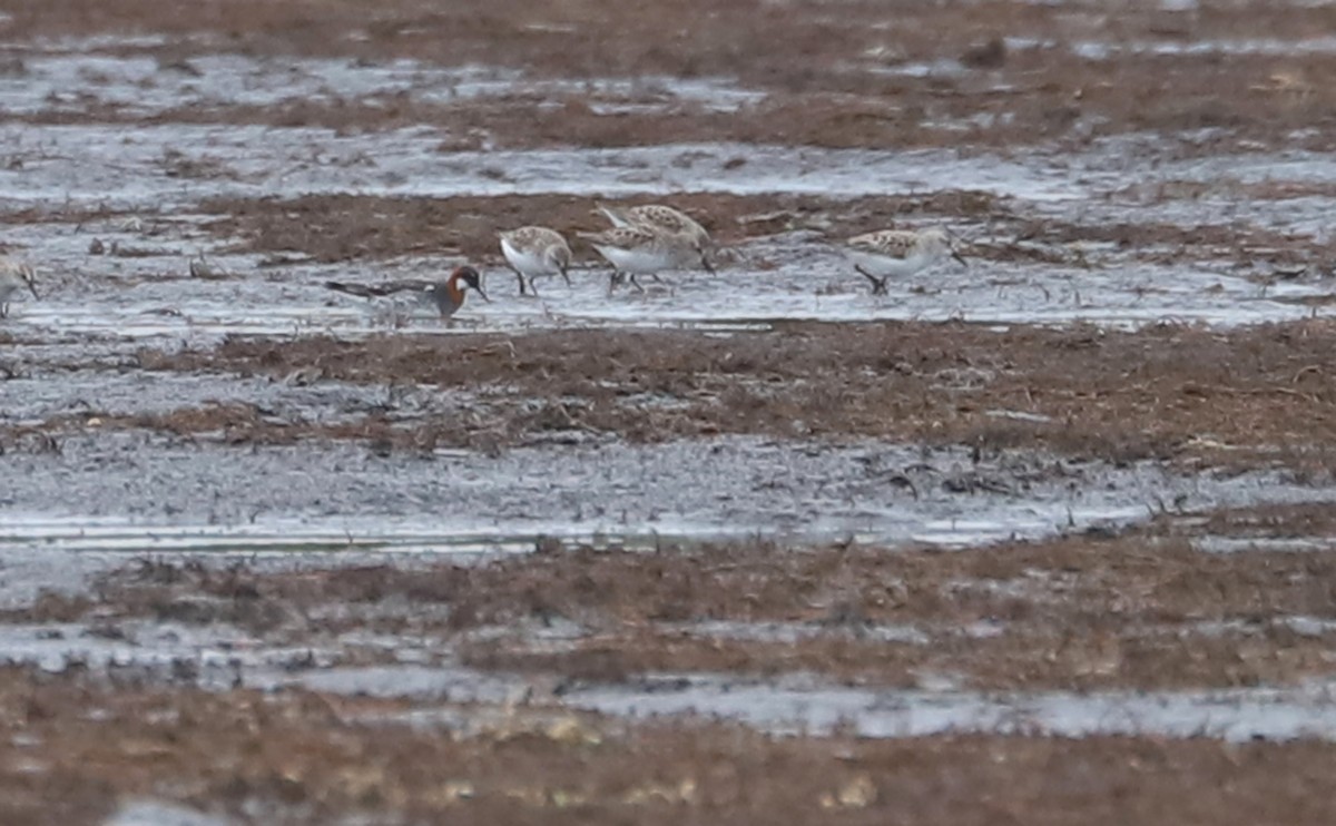 Red-necked Phalarope - ML578049651