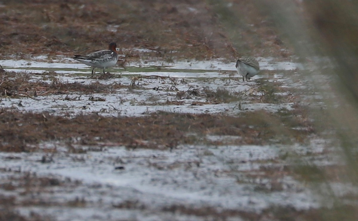 Red-necked Phalarope - ML578049711