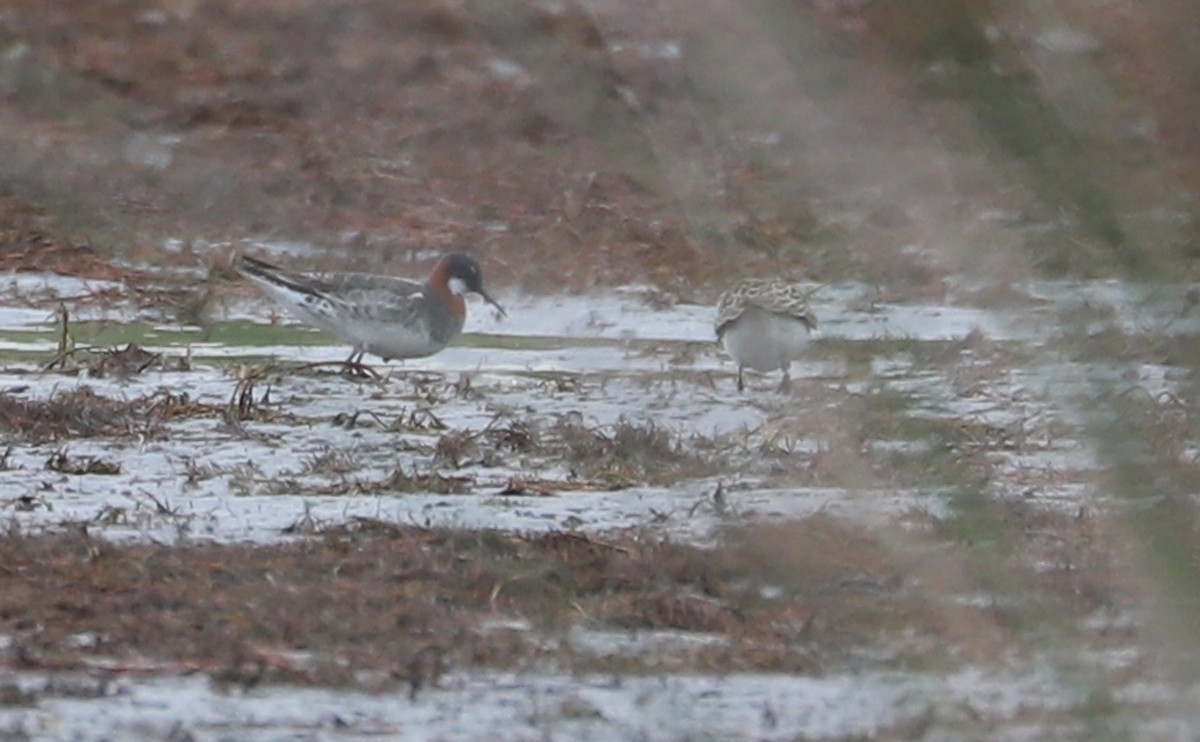 Red-necked Phalarope - ML578049761