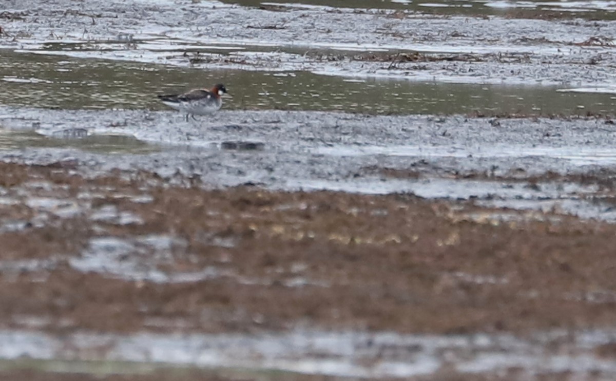 Red-necked Phalarope - ML578049781