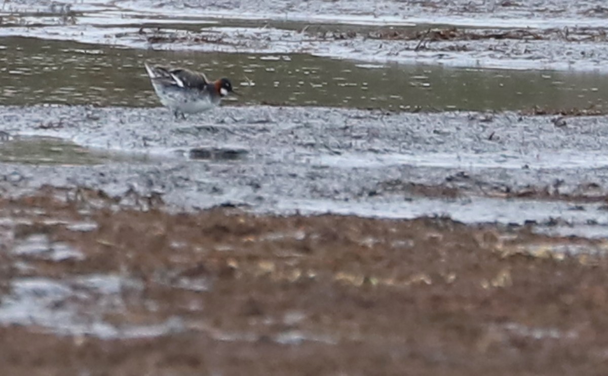 Red-necked Phalarope - ML578049811