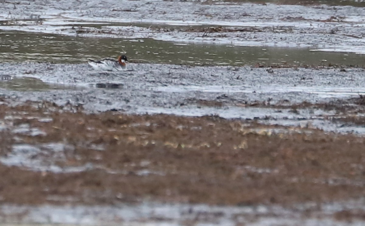 Red-necked Phalarope - ML578049831