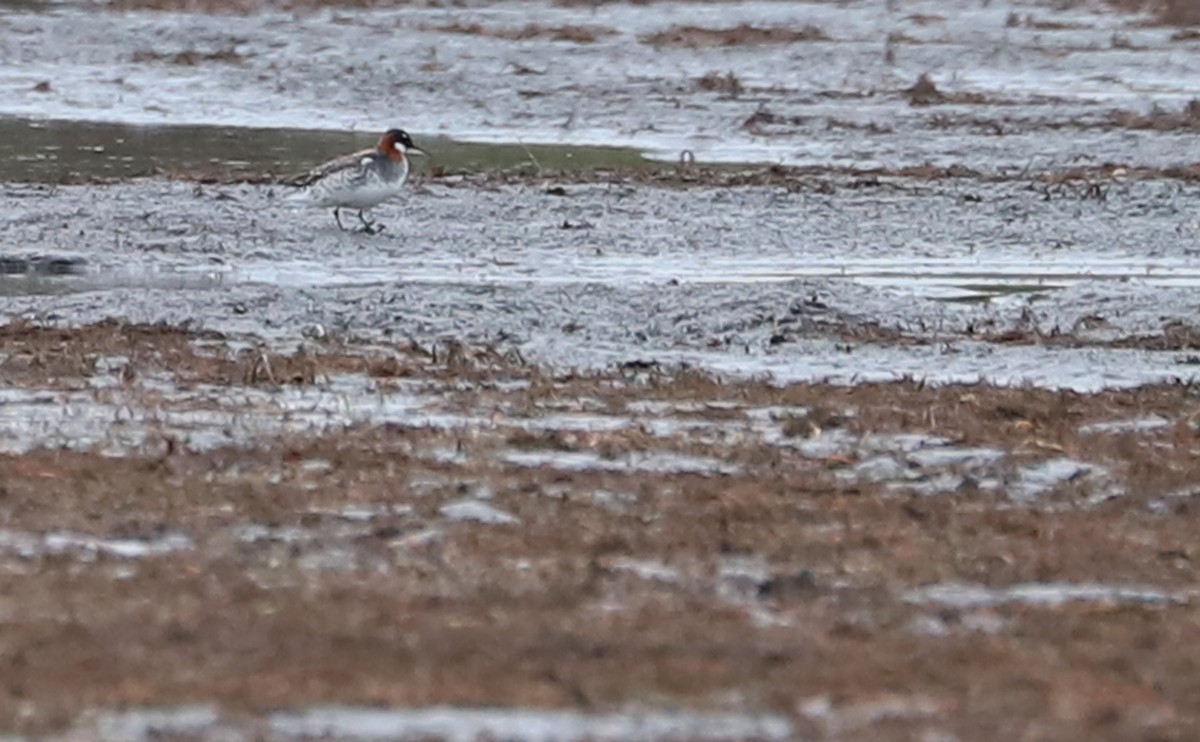 Red-necked Phalarope - ML578049871