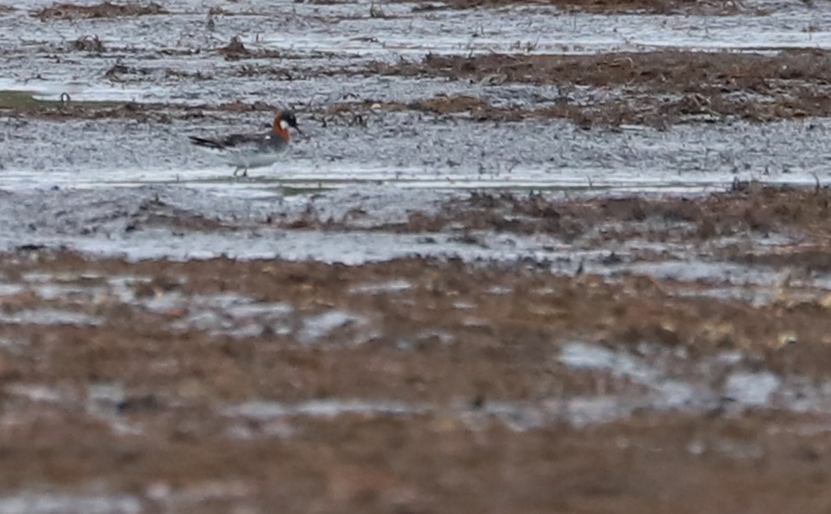 Red-necked Phalarope - ML578049881