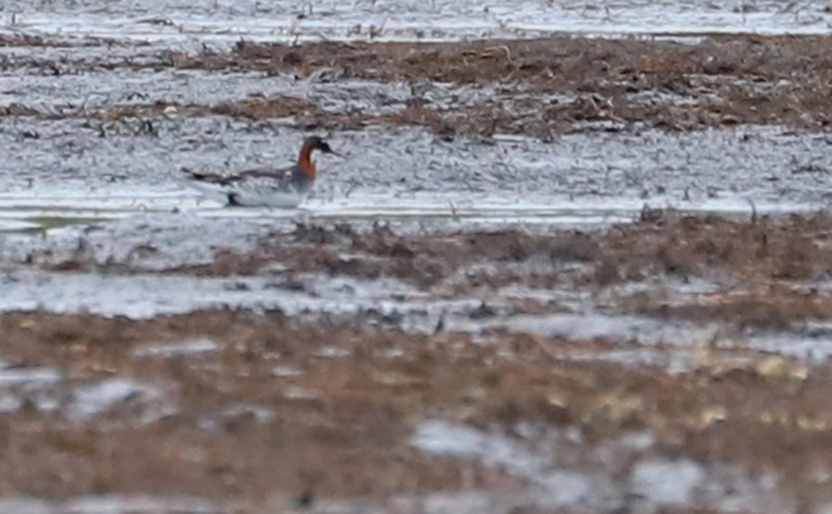 Red-necked Phalarope - ML578049921