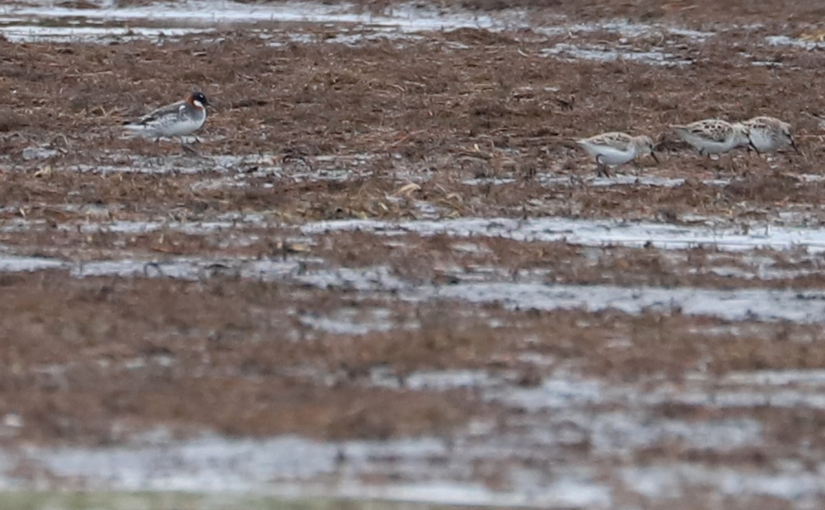 Red-necked Phalarope - ML578049981