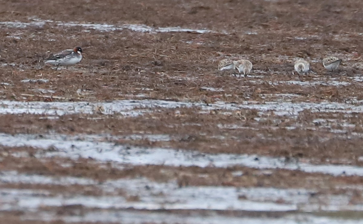 Red-necked Phalarope - ML578050001