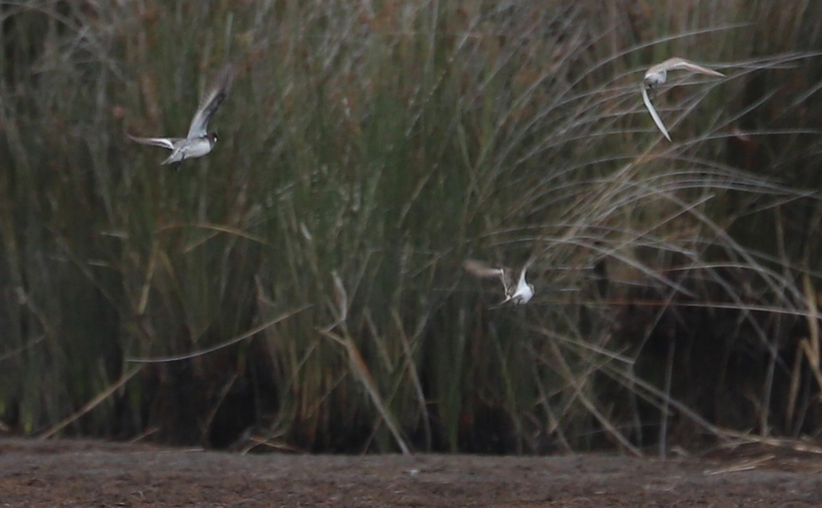 Red-necked Phalarope - ML578050041