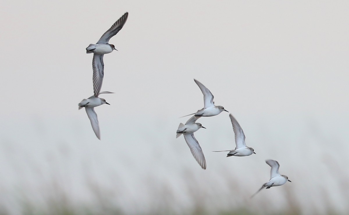 Red-necked Phalarope - ML578050061