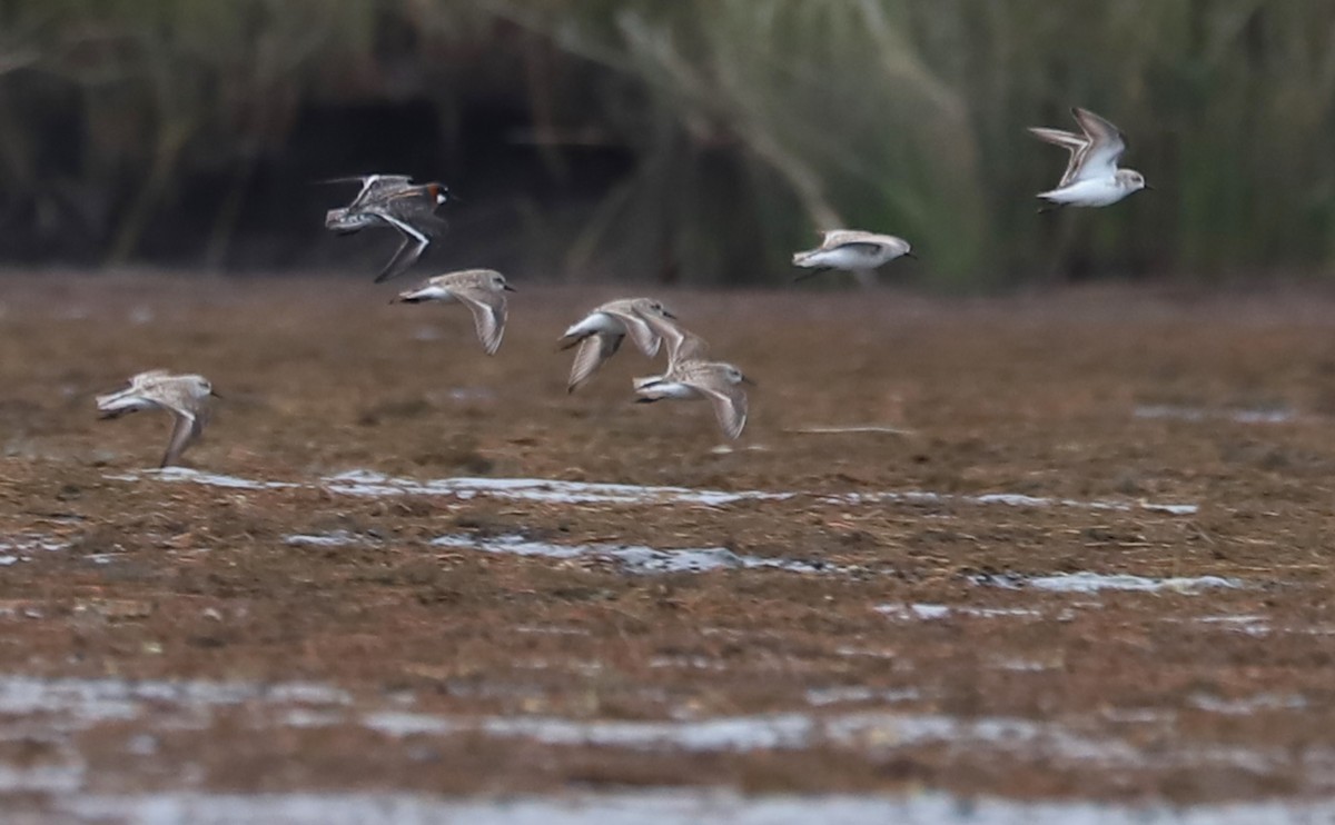 Red-necked Phalarope - Rob Bielawski