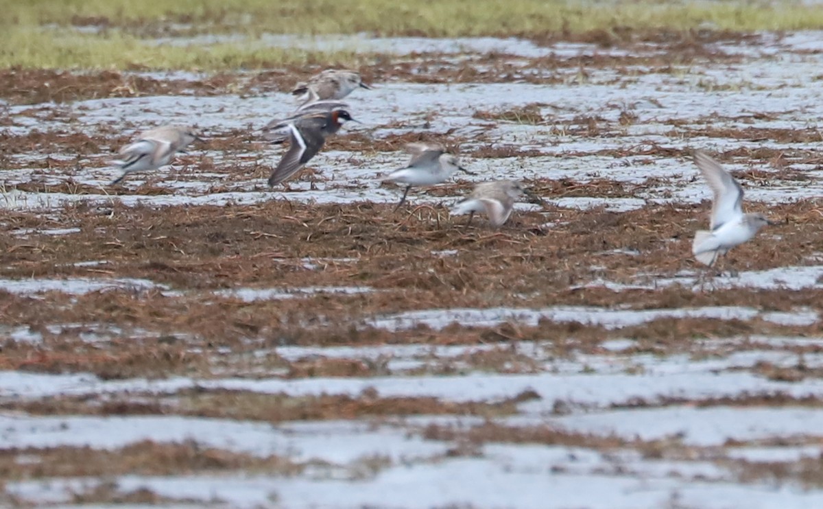 Red-necked Phalarope - Rob Bielawski