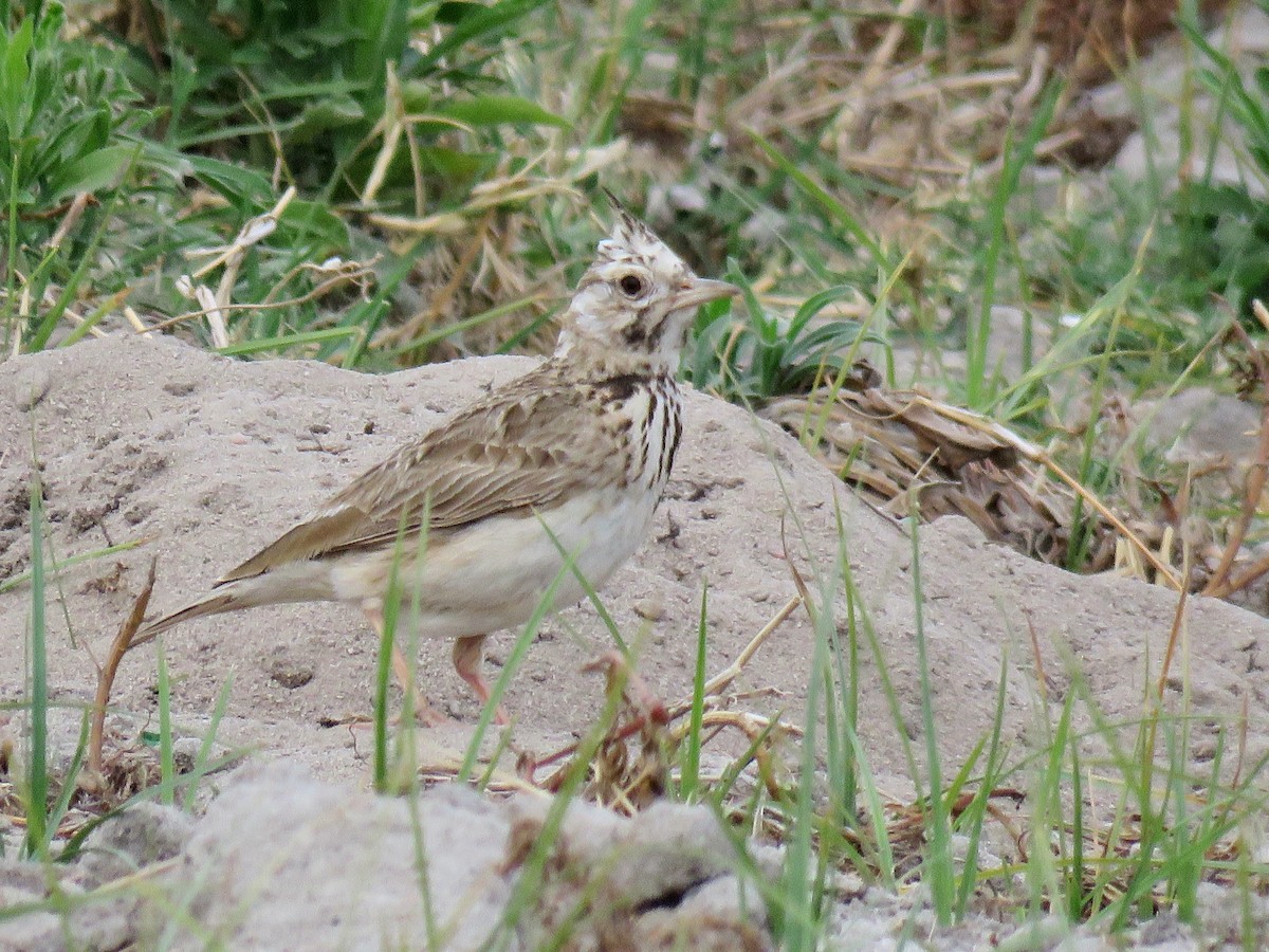 Crested Lark - Filipe Pereira