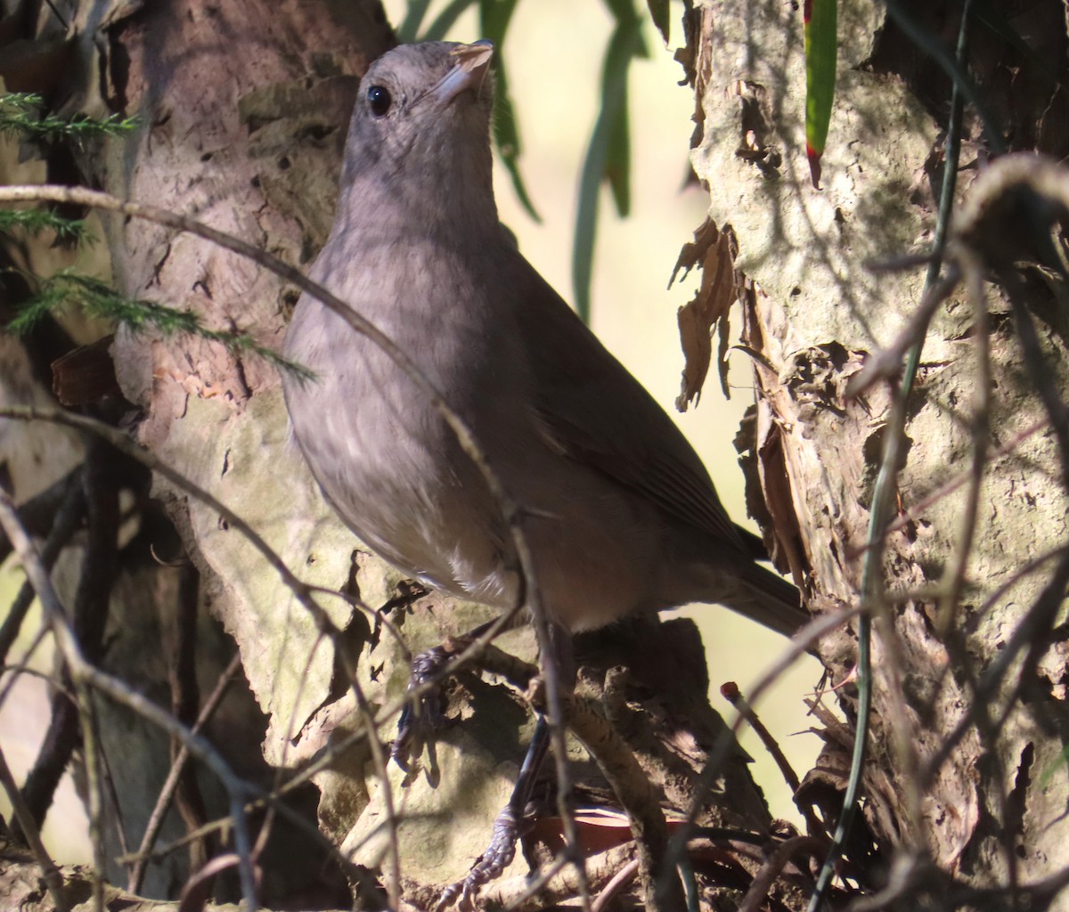 Gray Shrikethrush - Paul Dobbie