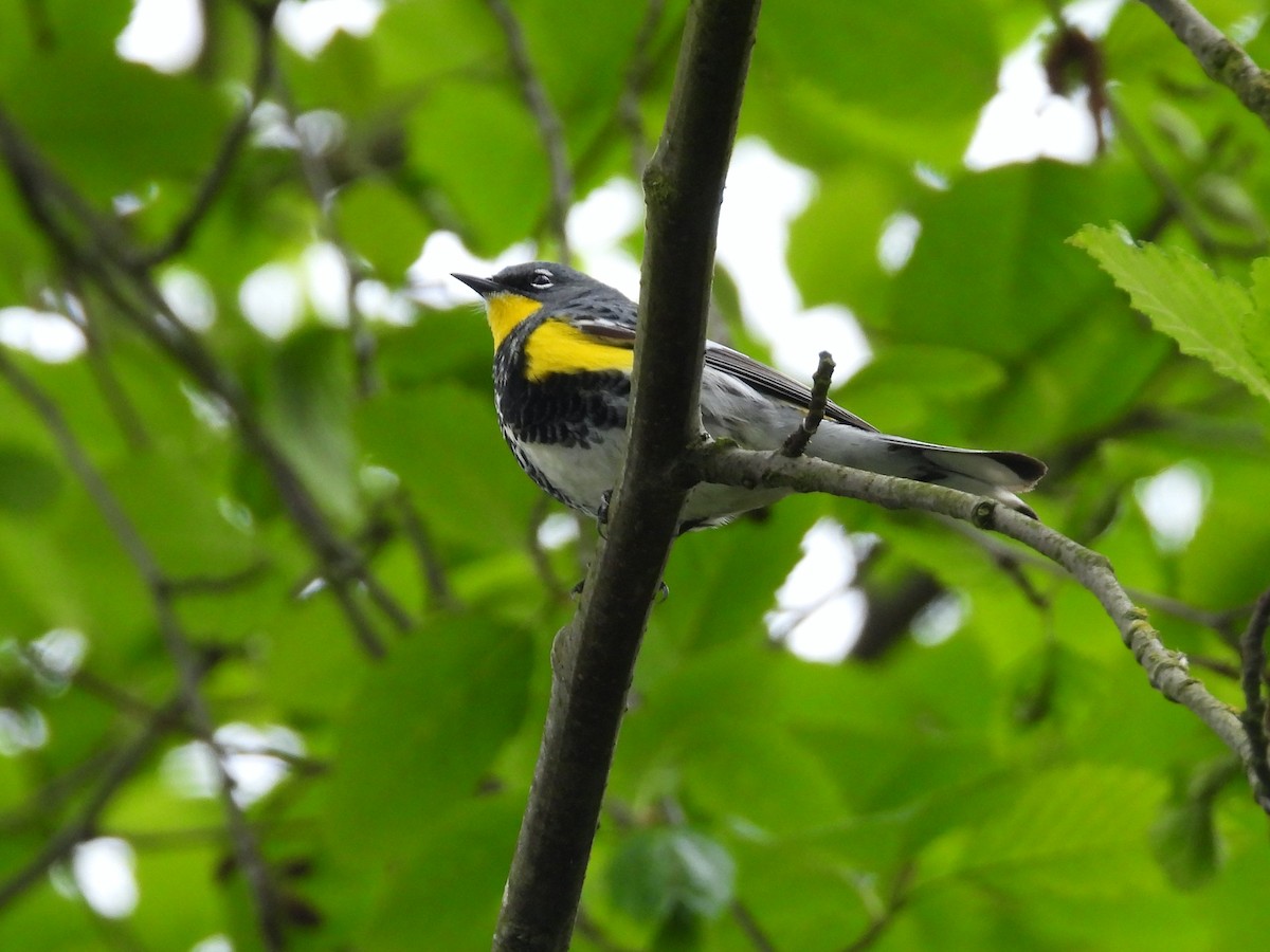 Yellow-rumped Warbler - ML578052671