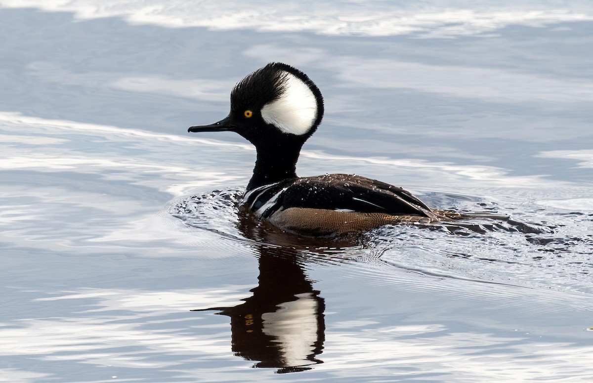 Hooded Merganser - ML578054581