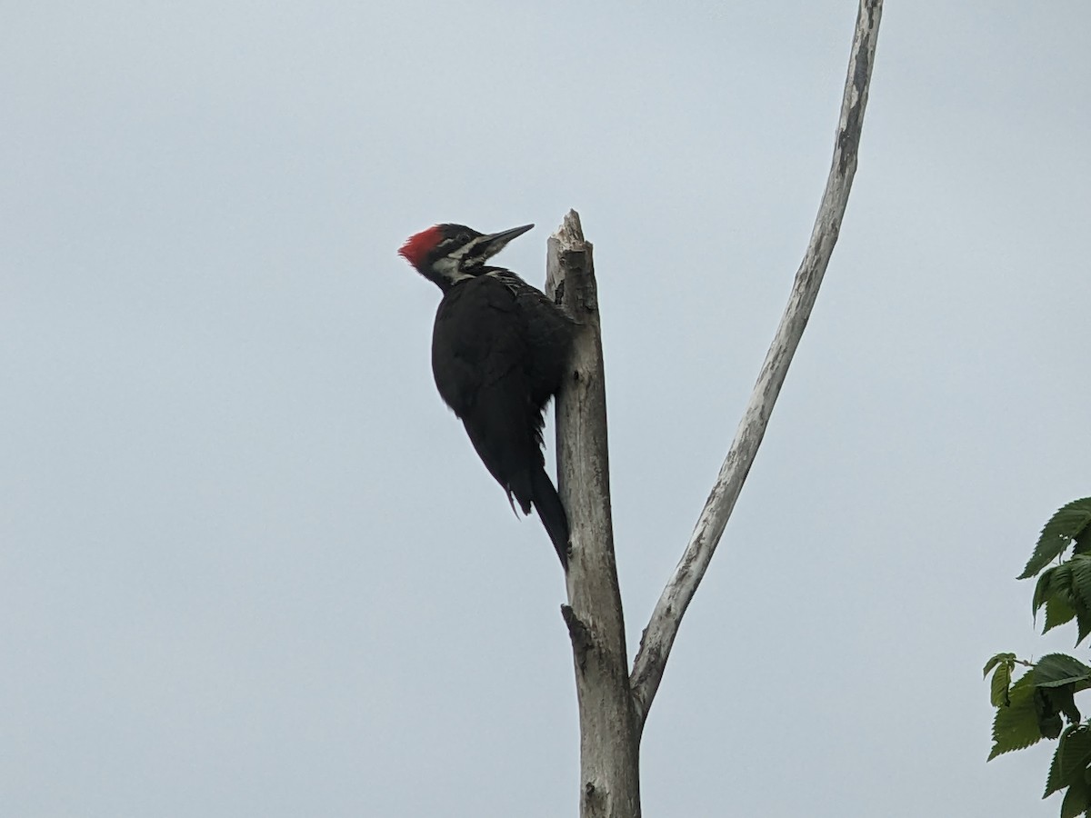 Pileated Woodpecker - ML578054591