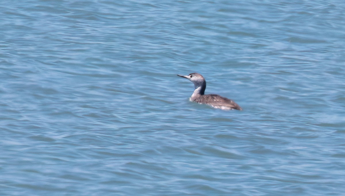 Red-throated Loon - ML578055821