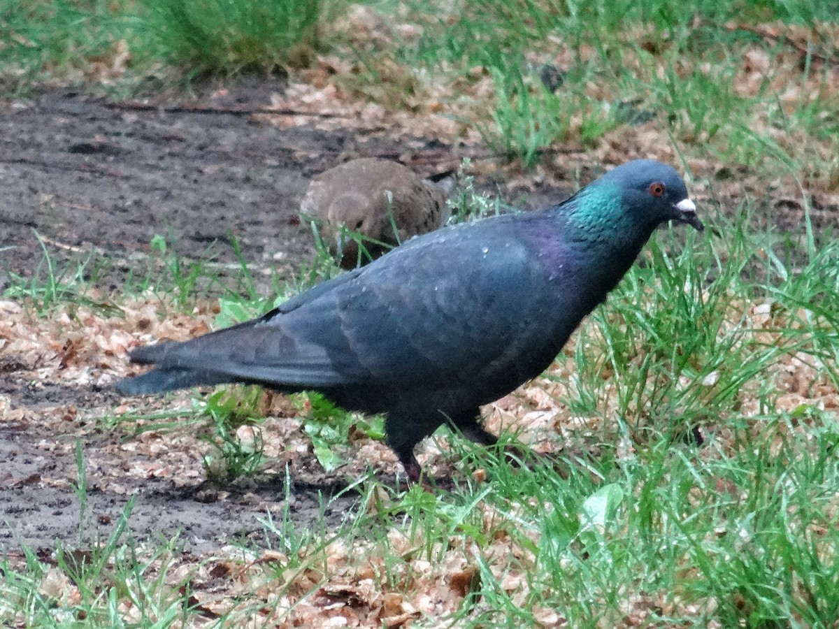 Rock Pigeon (Feral Pigeon) - ML578055931