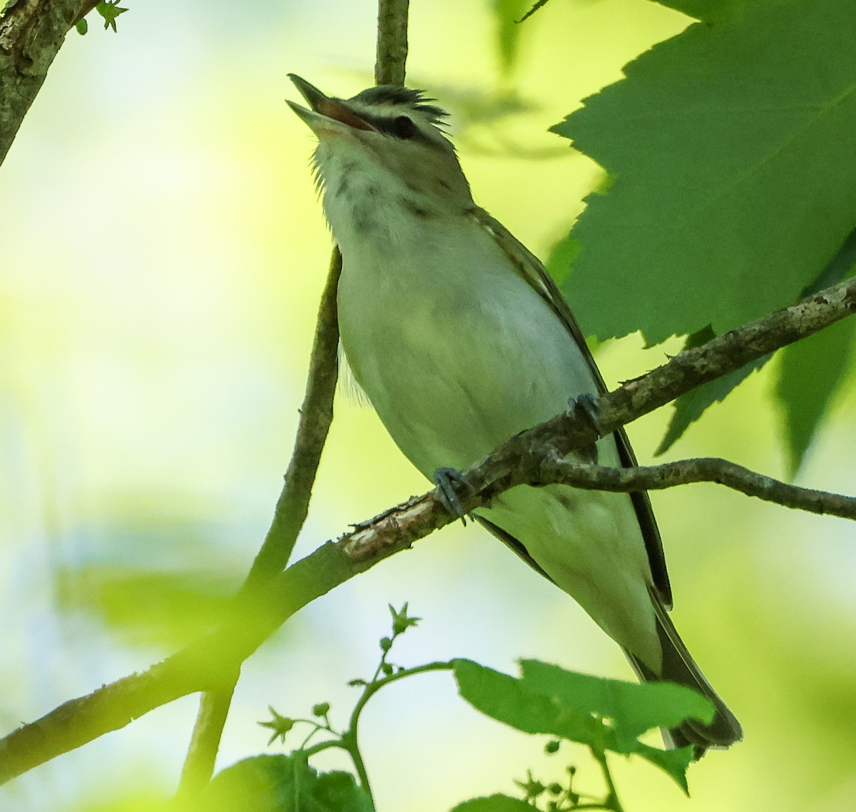 Red-eyed Vireo - ML578056961