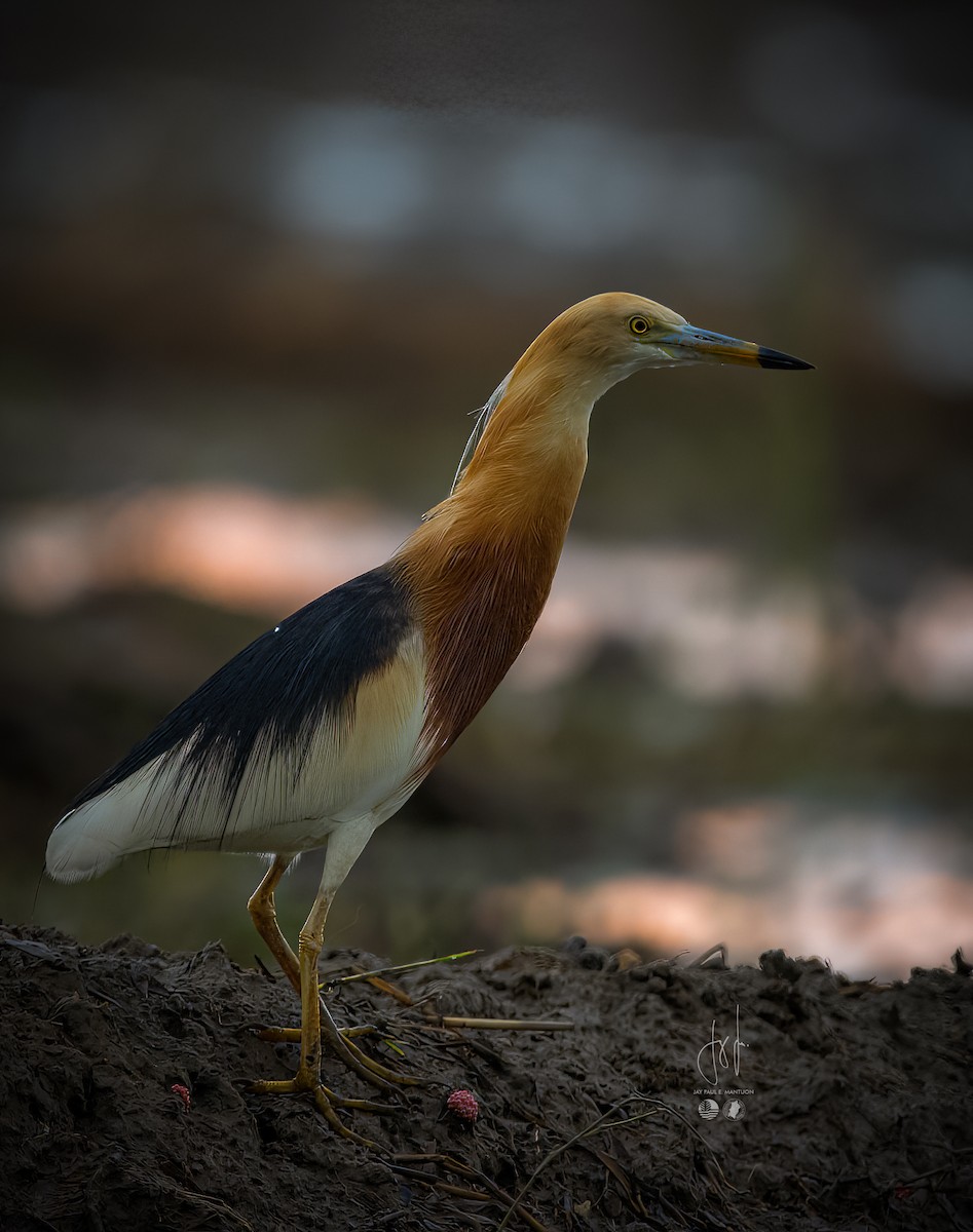 Javan Pond-Heron - ML578057731